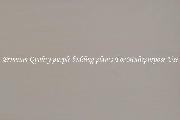 Premium Quality purple bedding plants For Multipurpose Use
